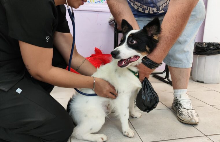 Meio Ambiente realiza último mutirão de castração do ano com 158 cães e gatos atendidos