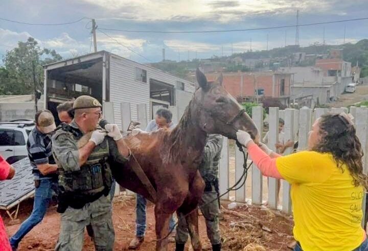 Meio Ambiente resgata cavalo vítima de maus-tratos na região do Rio Abaixo