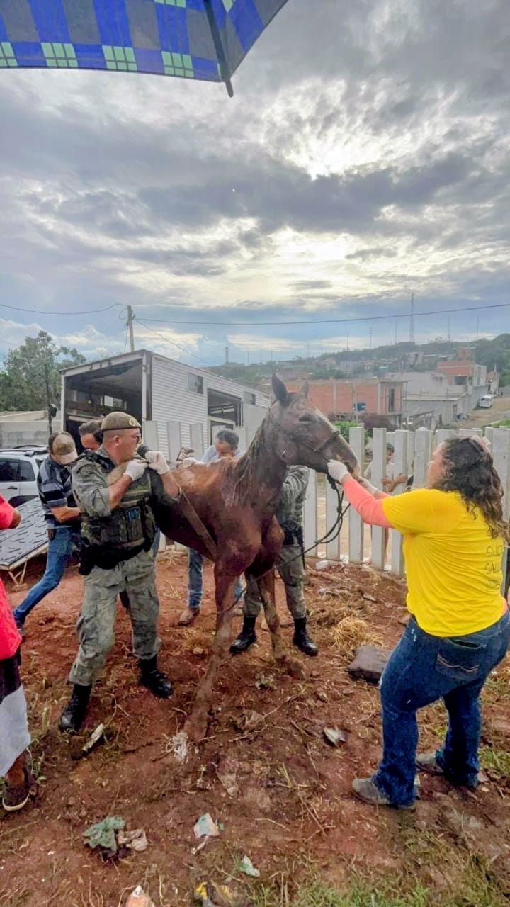 Meio Ambiente resgata cavalo vítima de maus-tratos na região do Rio Abaixo