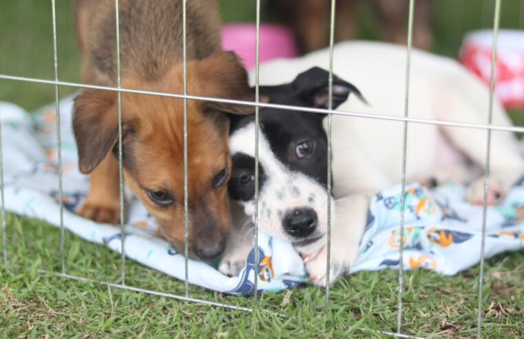 ‘Baby, me Leva!’ garante novo lar para 32 pets na primeira edição presencial do ano
