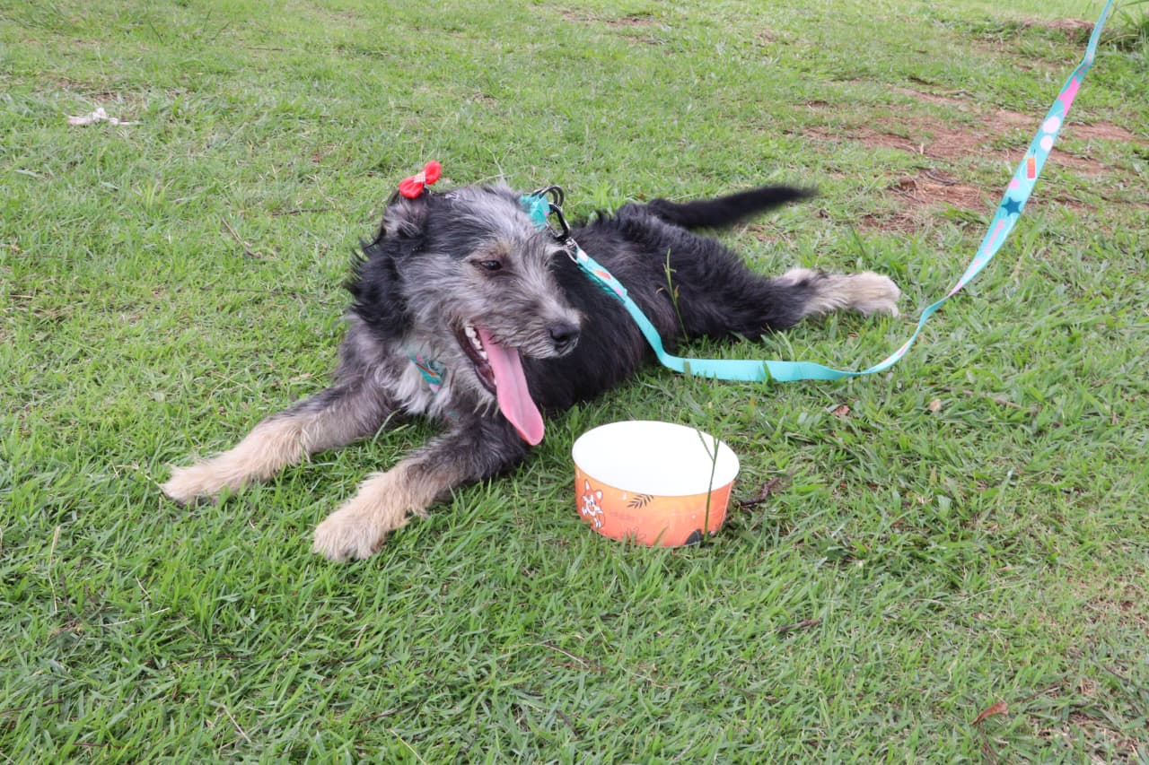 ‘Baby, me Leva!’ viabiliza adoção de 19 animais no último domingo